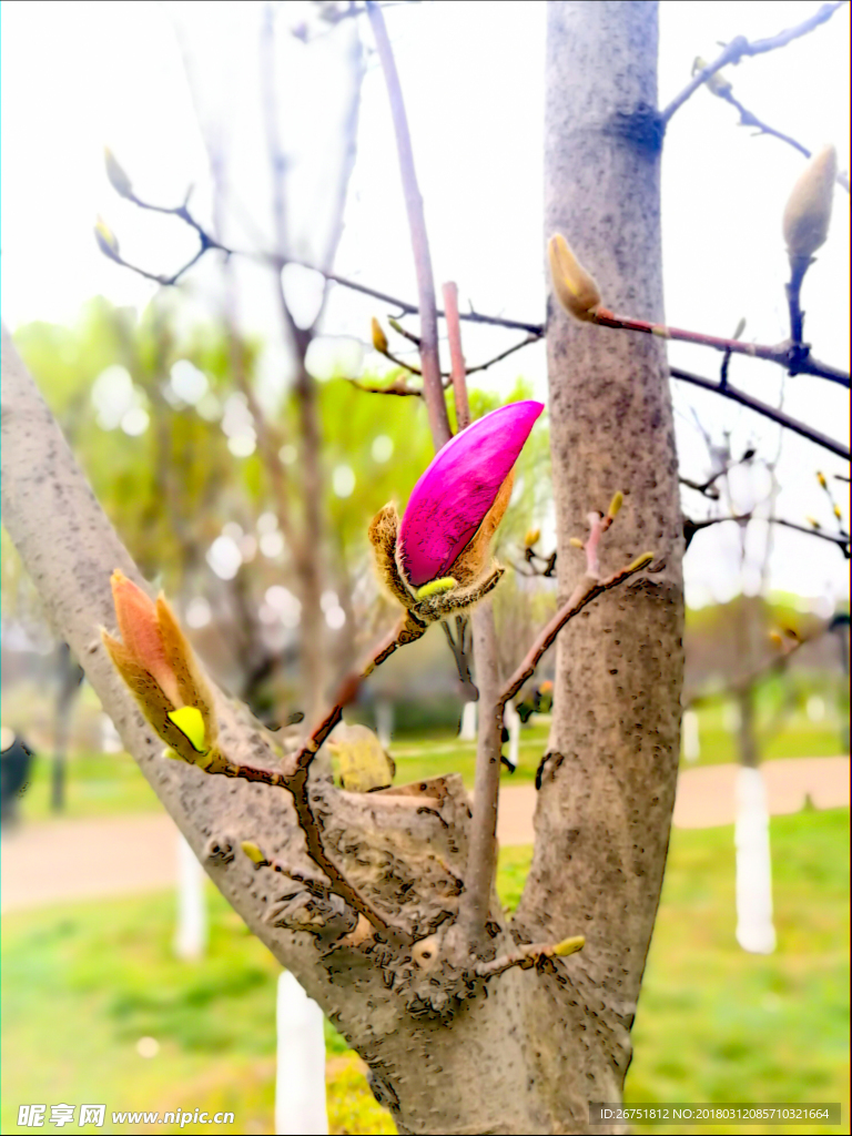 花