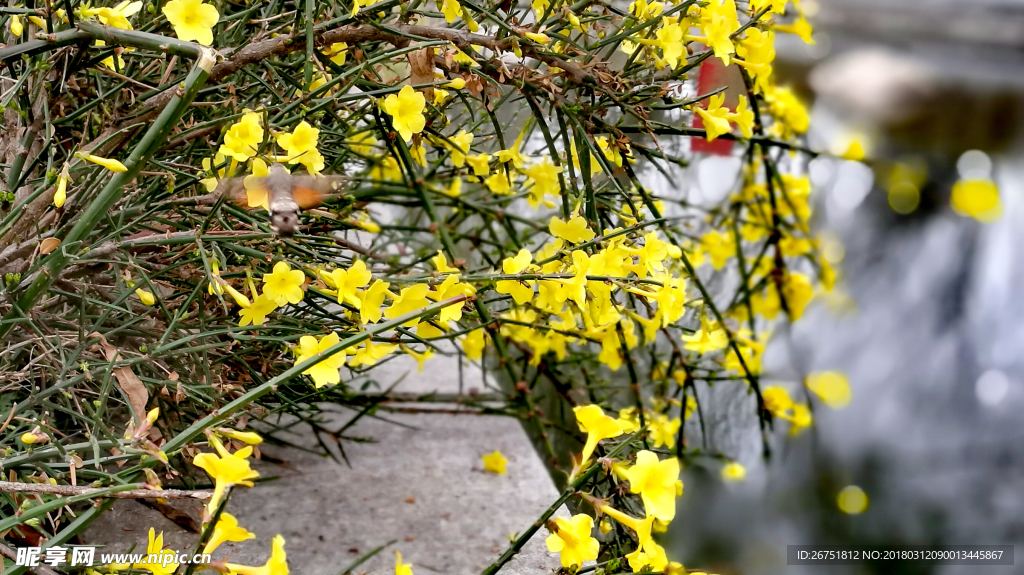 迎春花