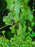 春分季节海报