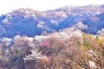 春季自然风光 樱花