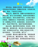藕的说明