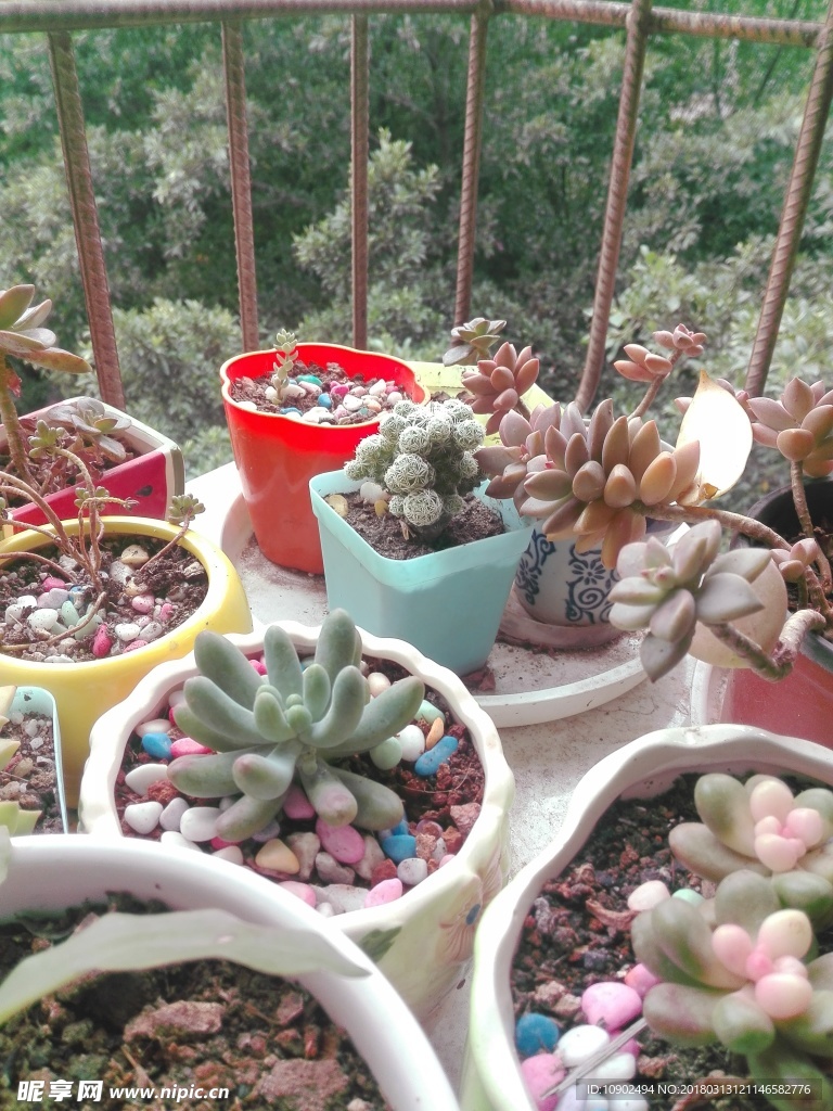 多肉植物