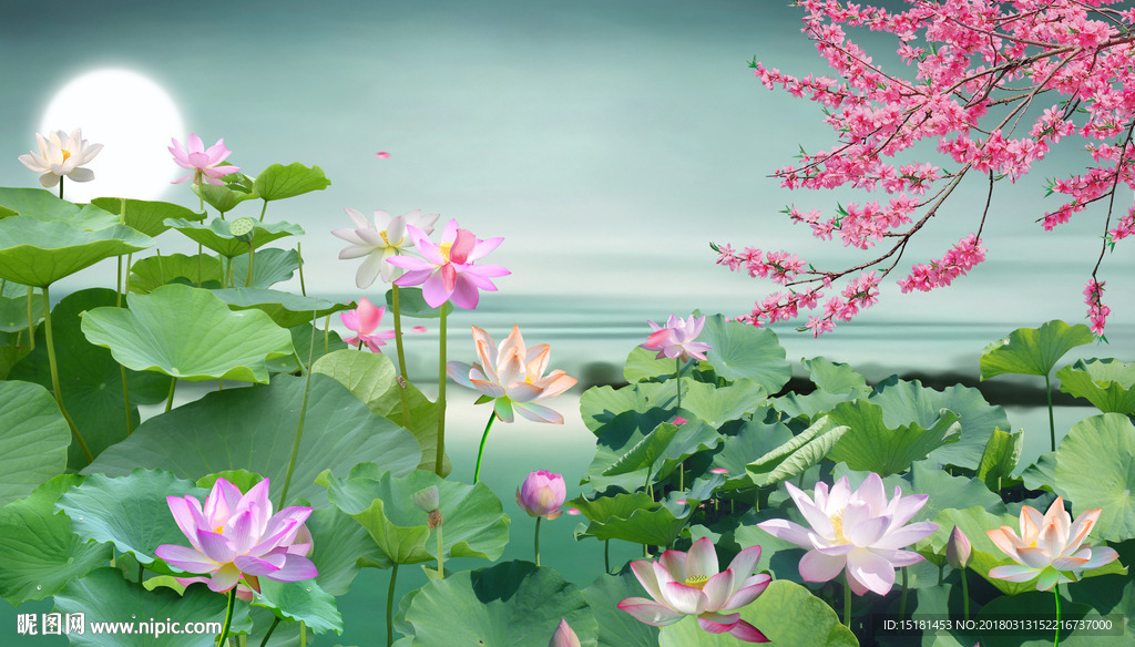国画荷花