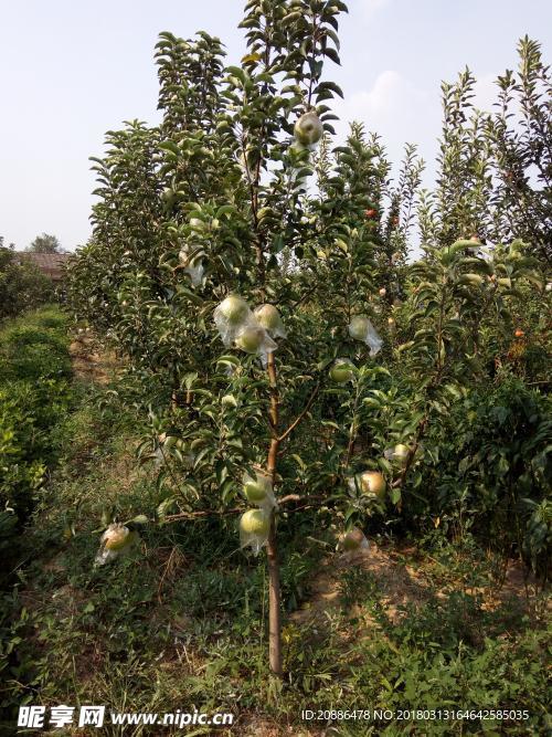 苹果树