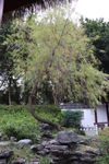 河边柳树