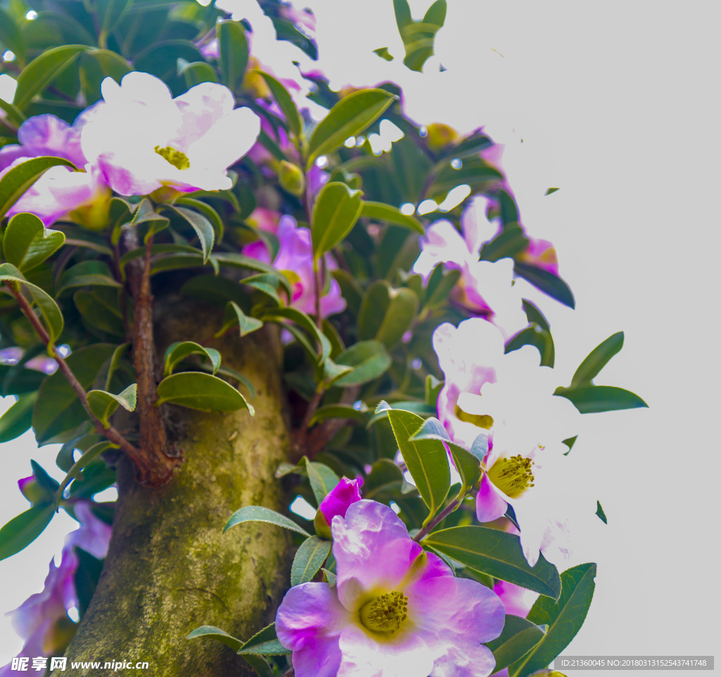 山茶花