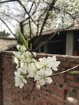 李子花