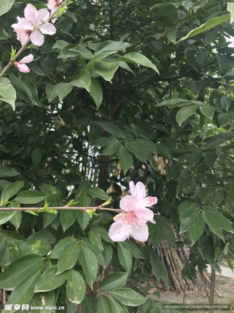 桃花