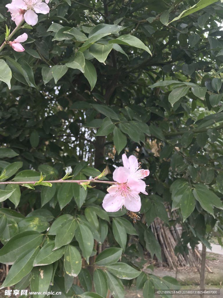 桃花