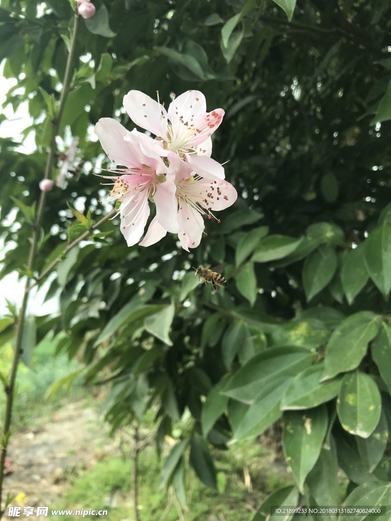 桃花