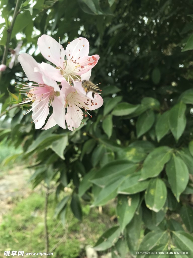 桃花
