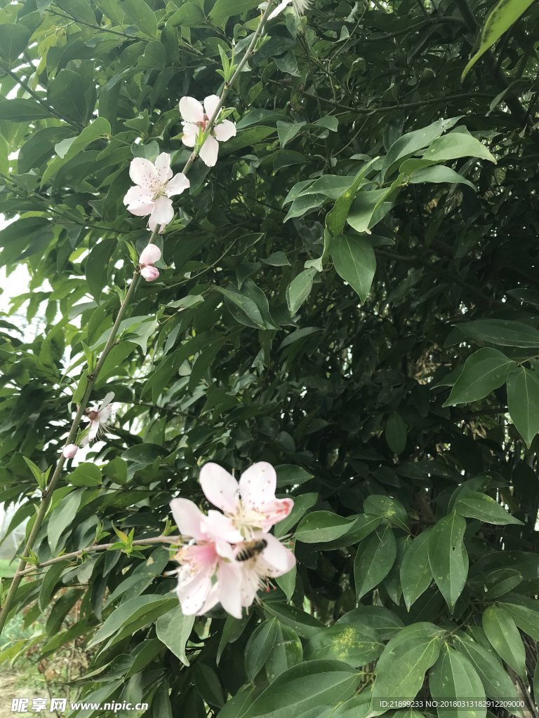 桃花