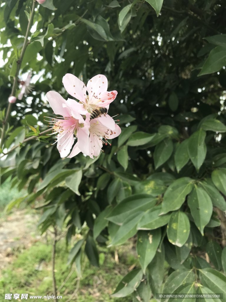 桃花