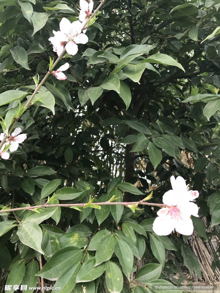 桃花