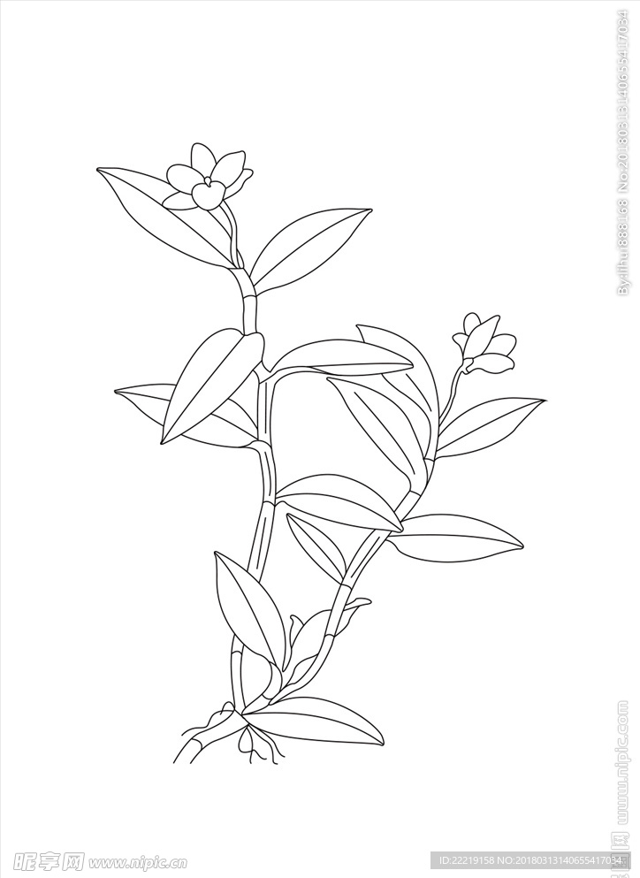 石斛花线条