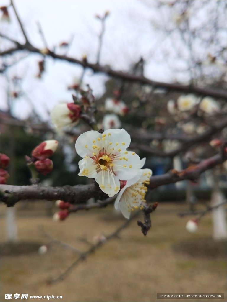 香雪海梅花