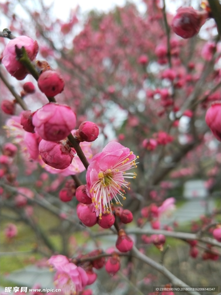 梅花