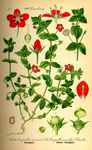 手绘彩色植物图谱