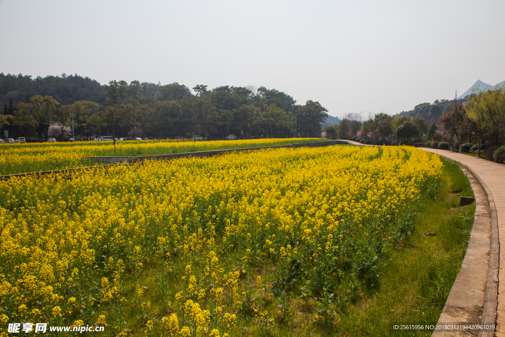 韶山油菜花