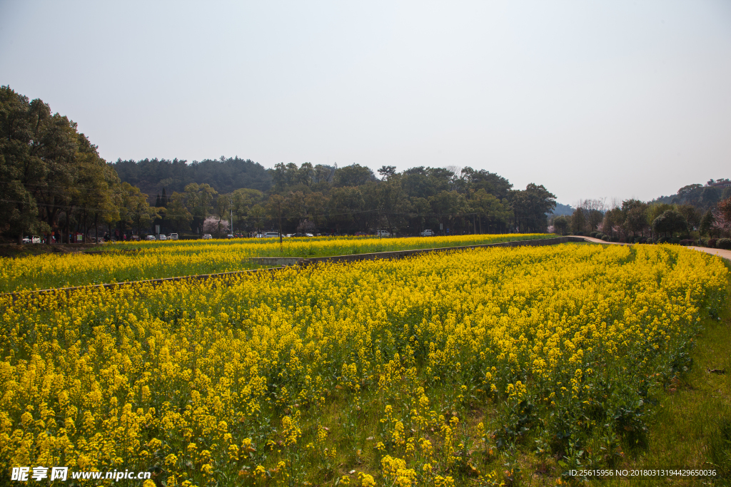 韶山油菜花