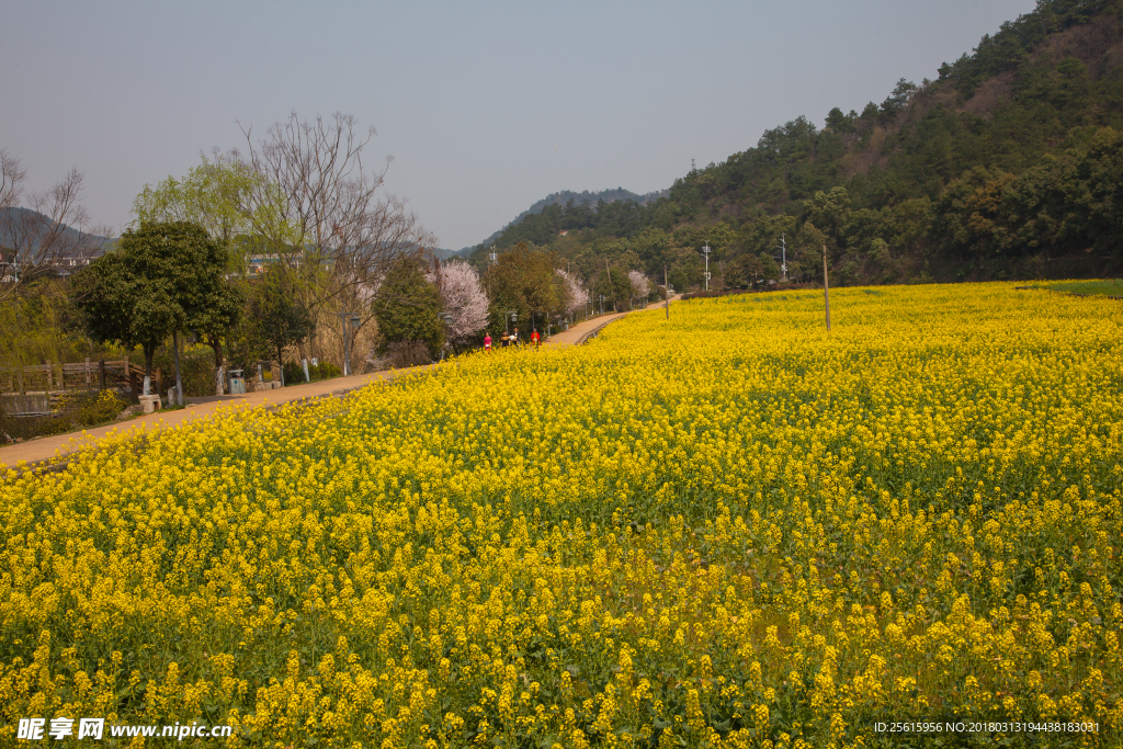 韶山油菜花