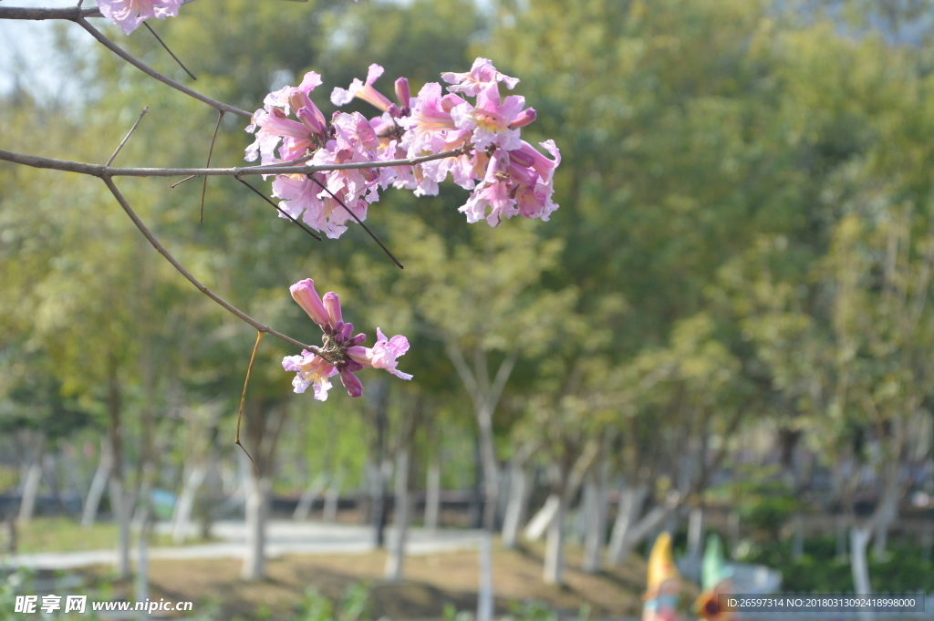 紫花风铃木