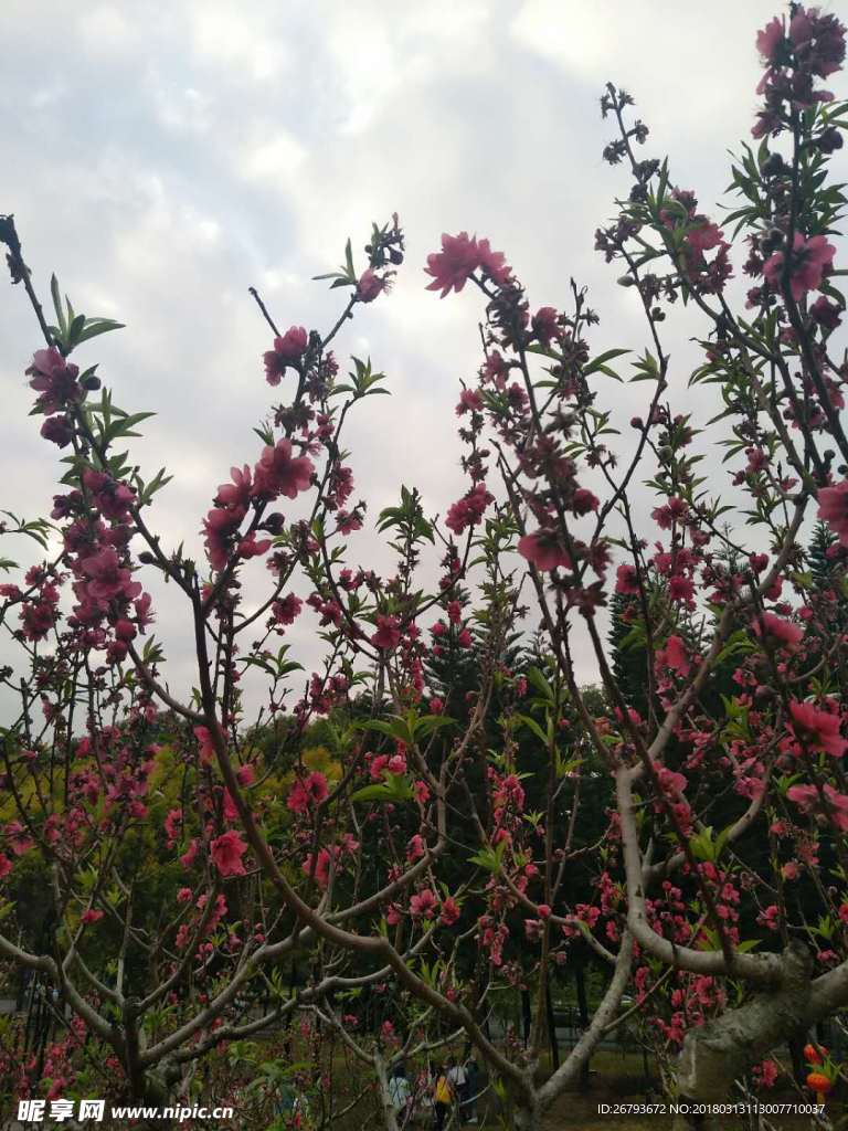 树林
