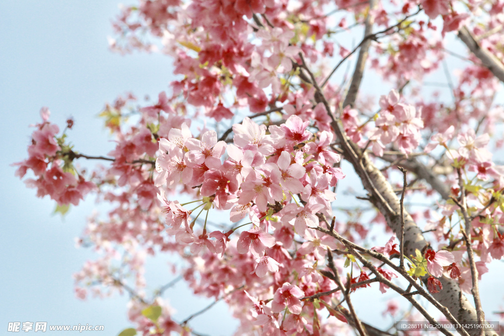 樱花