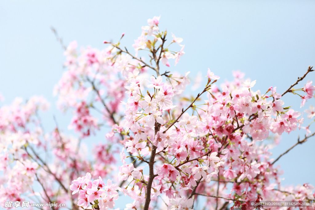 樱花