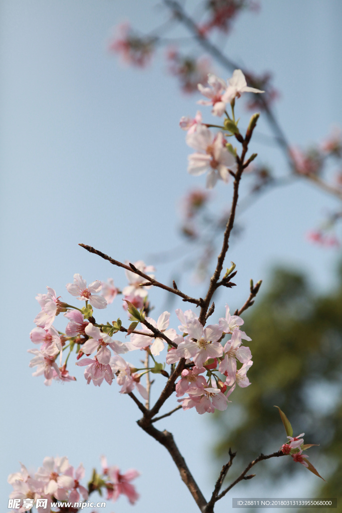 樱花