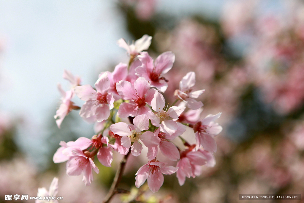 樱花