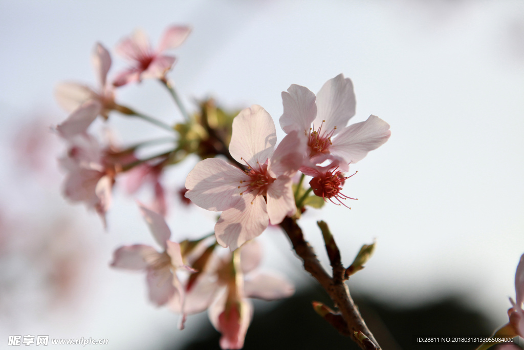 樱花