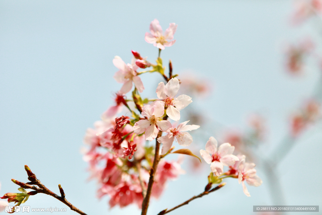 樱花