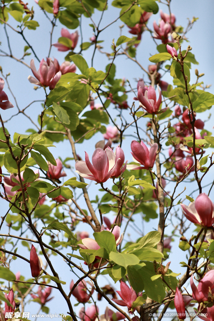 木槿花