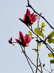 木槿花
