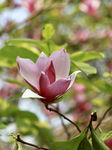 木槿花