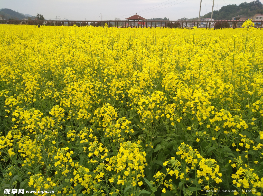 油菜花