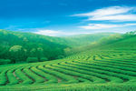 茶山