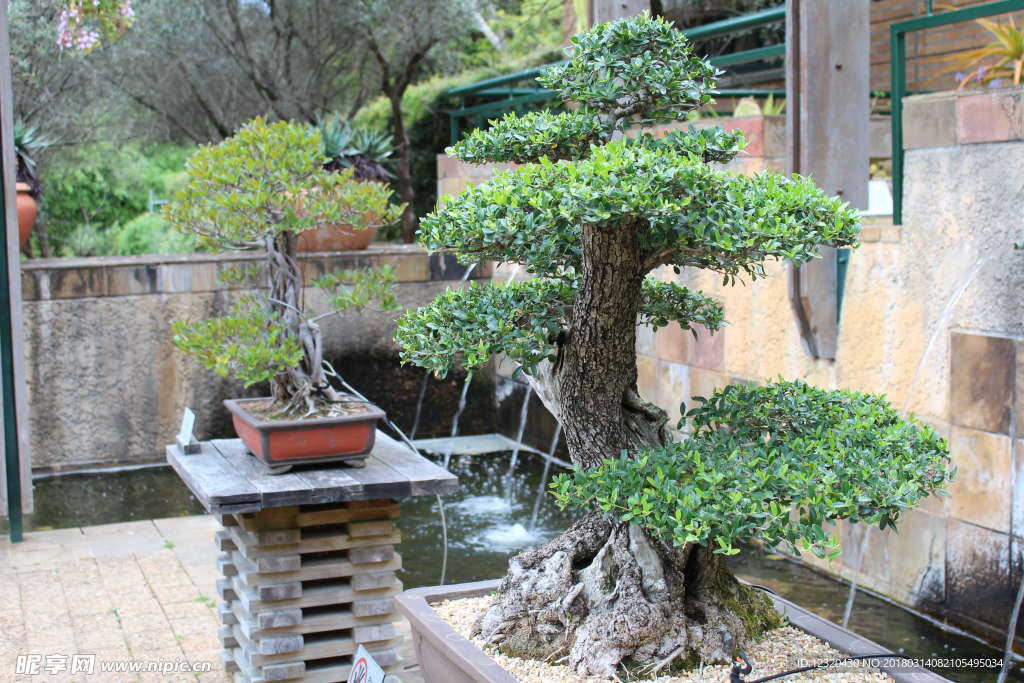 盆景植物