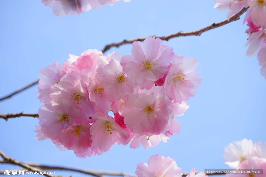 粉色樱花