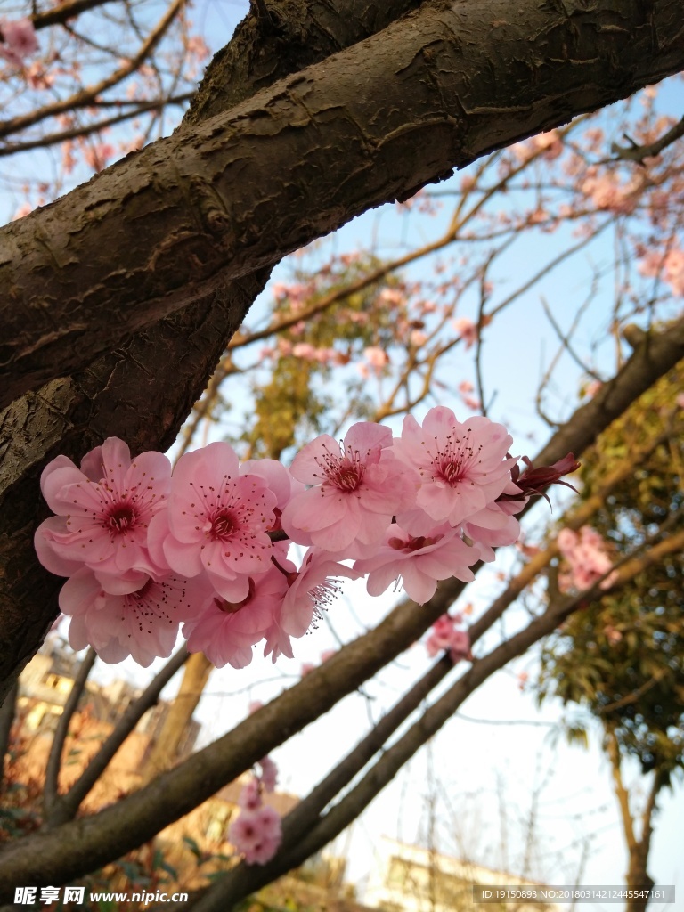 红叶李花朵