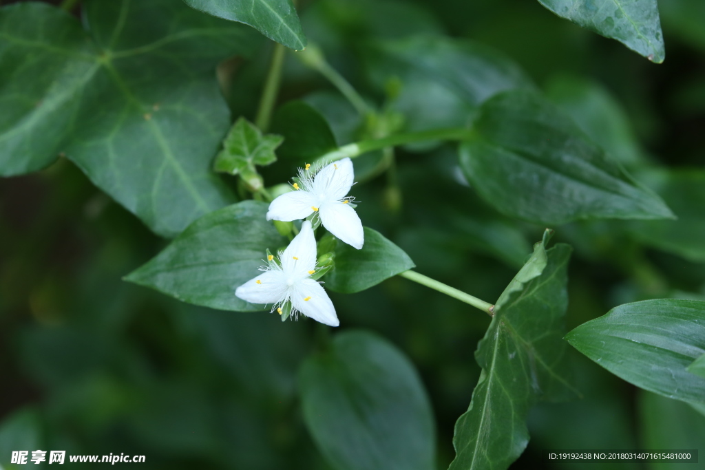 白花紫露草