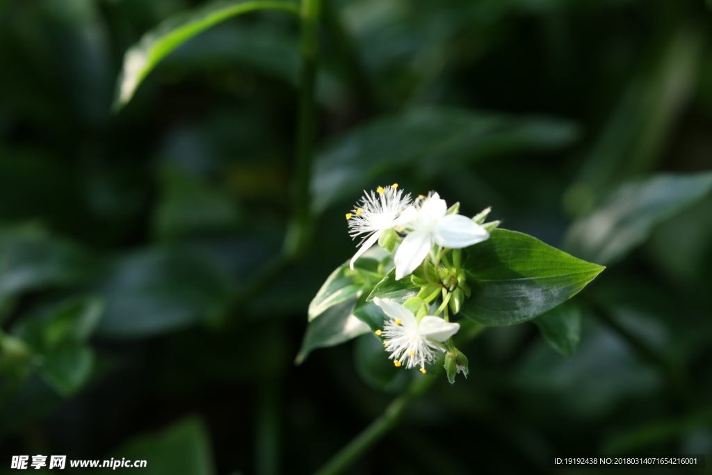 白花紫露草