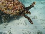 海龟