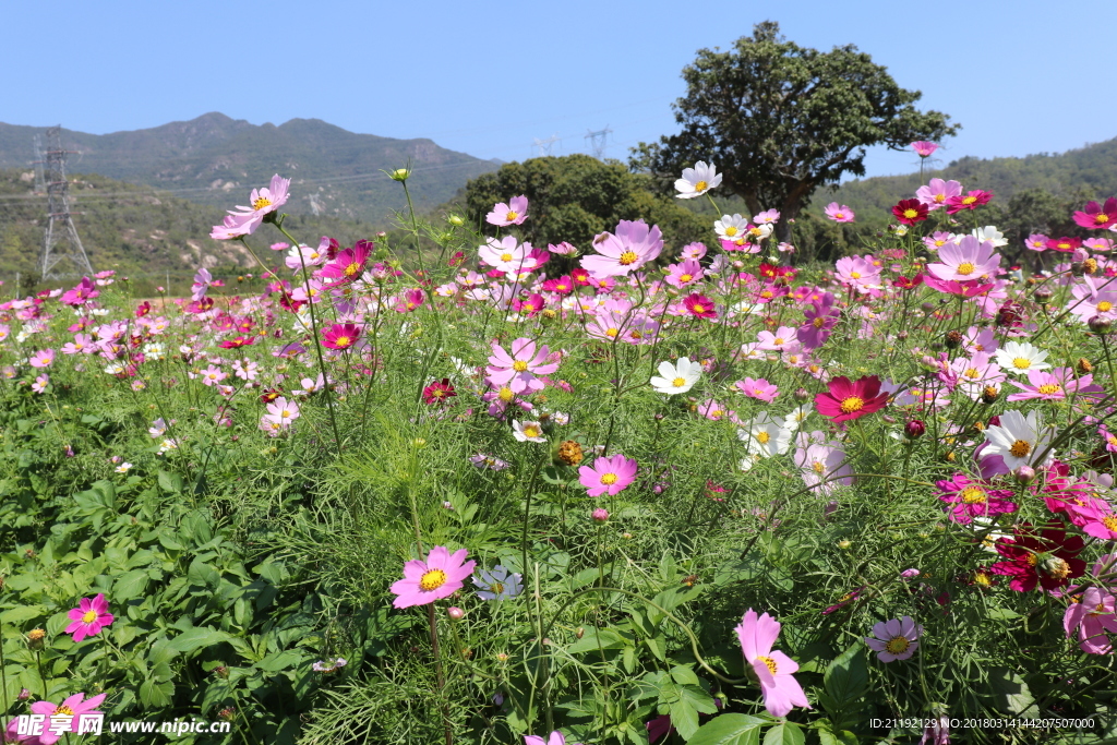 格桑花