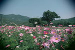格桑花