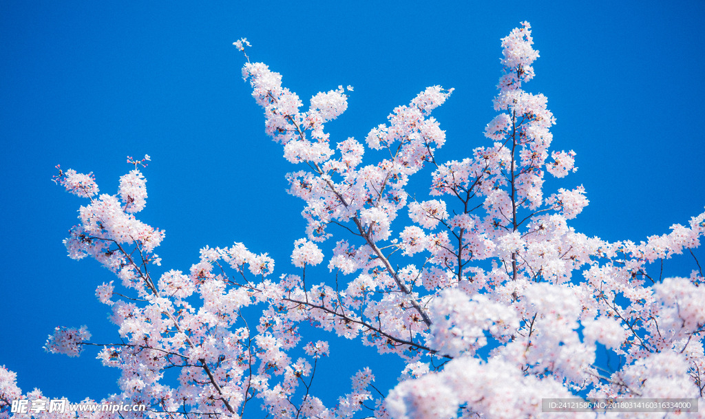 樱花 桃花