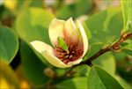 含笑花