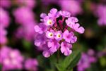 蔓马缨丹 花