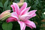 百合 花